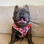Strawberry Fields - Adjustable Dog Harness