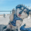Dog Adjustable Harness - Spellbound