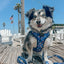 Dog Collar - Spellbound