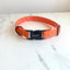 Fall Stars Collar