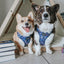 Dog Adjustable Harness - Spellbound
