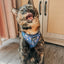 Dog Adjustable Harness - Spellbound