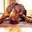 Squeak Ball - Durable Squeaky Dog Toy, Floats, Chew Toy | USA Made