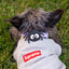 Spoody the Spider Jiby Dog Charm