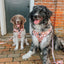 Dog Adjustable Harness - Squad Ghouls