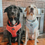 Dog Adjustable Harness - Winter Waddleland