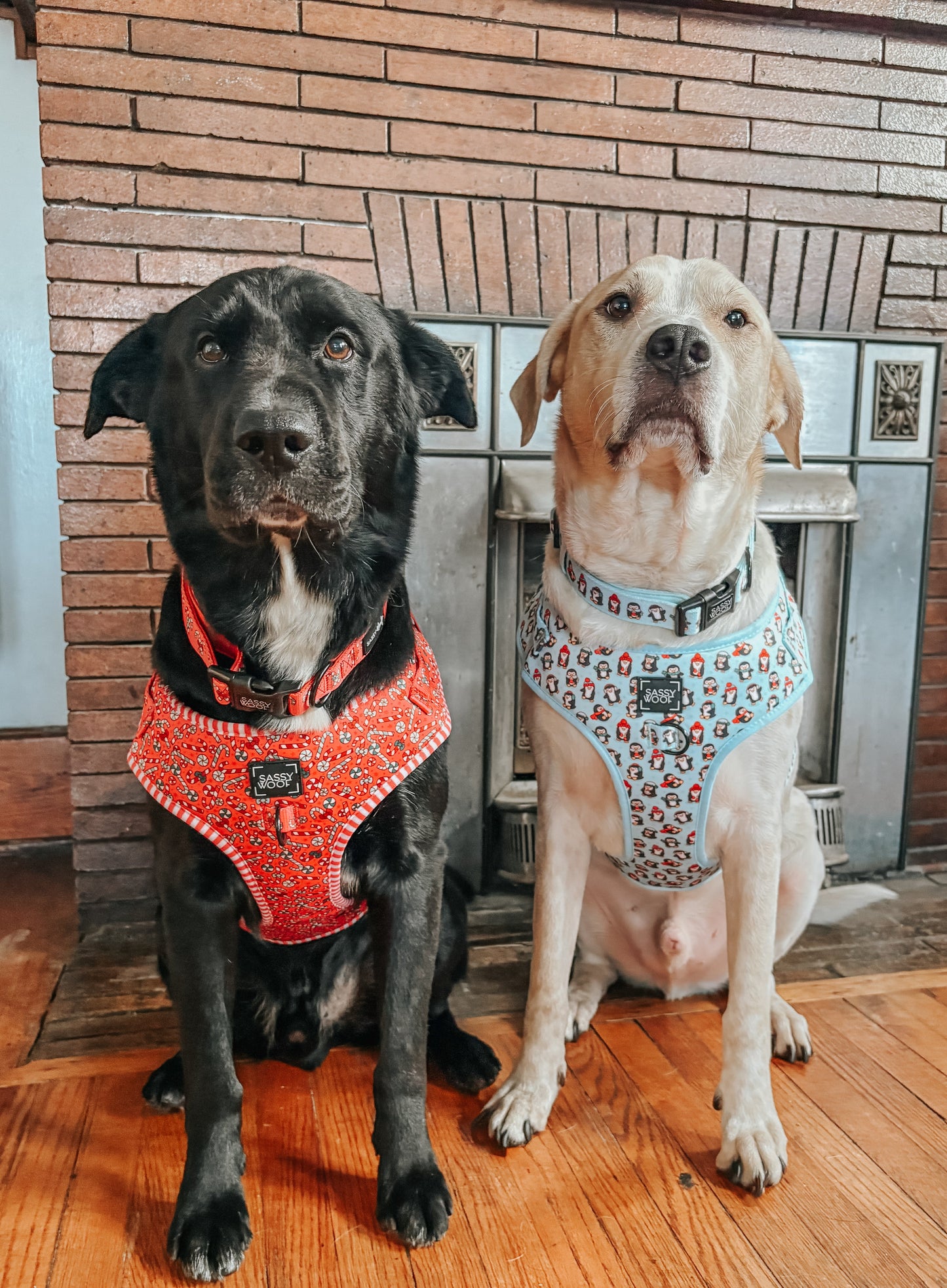 Dog Adjustable Harness - Puppermint Twist