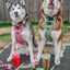 Dog Step-in Harness - Dusty Rose