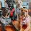 Dog Adjustable Harness - Let it Bow