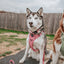 Dog Collar - Dusty Rose