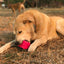 Surf's Up! Retro Van Dog Toy - Durable Chew Toy for Large Dogs | USA Made