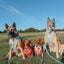 Dog Adjustable Harness - Let it Bow