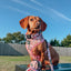 Dog Adjustable Harness - Dough My Goodness
