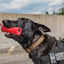 USA-K9 Firecracker Floating Training Dummy | K9 Handler Reward Toy | Red | USA Made