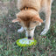 Water Frog eTray - Shallow Slow Feeder Dog Bowl for Enrichment | USA Made