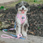Dog Adjustable Harness - Gilmore Girls™
