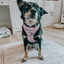 Dog Two Piece Bundle - Hello Kitty® & Friends Flower Festival