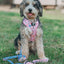Dog Adjustable Harness - Gilmore Girls™