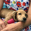 Puppy Can Toy Rubber Chew Toy for Teething Puppies | Treat Dispenser | USA Made