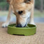 Pine Tree Christmas eBowl Deep Slow Feeder Dog Bowl for Enrichment | USA Made