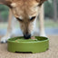 Pine Tree Christmas eBowl Deep Slow Feeder Dog Bowl for Enrichment | USA Made