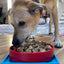 Hold 'em Suction Cup Holder for Dog Bowls & Lick Mats | USA Made