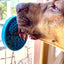Turtle eMat-Mini Lick Mat with Suction Cups - Small Dogs & Cats | USA