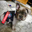 Key Chain Tag - Remove Before Poop