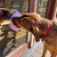 Lotus Design emat - Enrichment Lick Mat For Dogs and Cats - With Suction Cups | USA Made