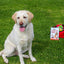 Pet First Aid Kit – Veterinarian-Curated Emergency Supplies & Guide