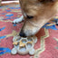 Turtle Nylon Chew Toy - Ultra-Durable Enrichment Toy for Power Chewers USA