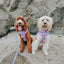 Dog Two Piece Bundle - Hello Kitty® & Friends Flower Festival