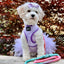 Dog Rope Leash - Unicorn