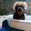 Cleopatra's Doggy Milk Bath