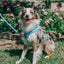Dog Leash - Blumond