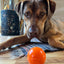 Squeak Ball - Durable Squeaky Dog Toy, Floats, Chew Toy | USA Made