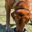 CB1 Collapsible Dog Bowl