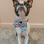 Dog Collar - Winter Waddleland