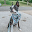 Dog Adjustable Harness - Winter Waddleland