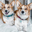 BFF Tags Blue (set of 2)