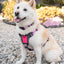 K9R - M1 LightSpeed Harness