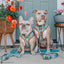 Dog Adjustable Harness - Scooby-Doo™