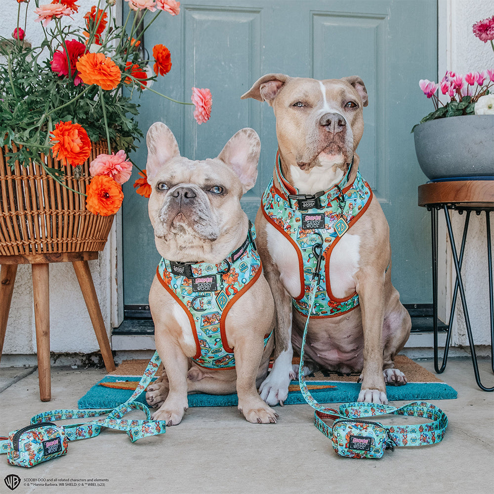 Dog Leash - Scooby-Doo™