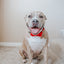 Dog Collar - Naughty