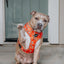 Dog Adjustable Harness - Pupkin Donuts