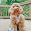 Dog Adjustable Harness - Mixed With Love