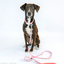Dog Collar - My Melody™