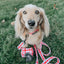 Dog Collar - Picnic Fur Two