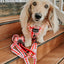 Dog Leash - Picnic Fur Two