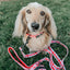 Dog Leash - Picnic Fur Two